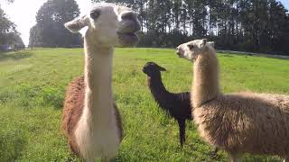 Feeding my pet llamas and alpacas [upl. by Eisenhart]