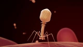 Fighting Infection with Phages [upl. by Nueoht]