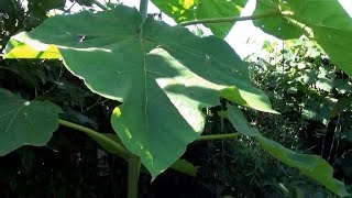 Pruning Paulownia amp reusing the wood for wild life [upl. by Oliver]