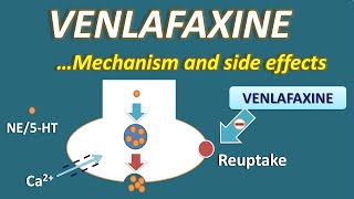 Venlafaxine  Mechanism and side effects [upl. by Lussier]