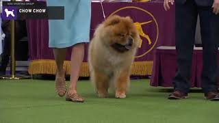 Chow Chows  Breed Judging 2020 [upl. by Semaj]