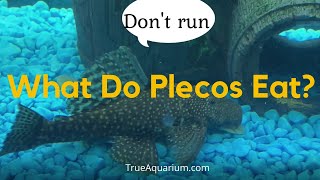 What Do Plecos Eat  Plecostomus care [upl. by Cheatham]