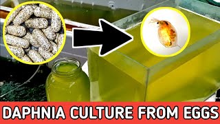 HOW TO HATCH DAPHNIA EGGS  HOW TO CULTURE DAPHNIA [upl. by Brewer280]