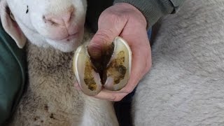 Hoof Care In Sheep [upl. by Arden]