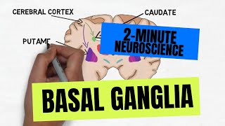 2Minute Neuroscience Basal Ganglia [upl. by Aremus]