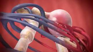 Glomerular Filtration animation [upl. by Claudell893]