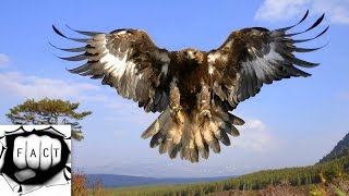 Top 10 Largest Eagles Around The World [upl. by Llertnor]