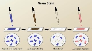 Classification of Bacteria Antibiotics  Lecture 1 [upl. by Ynohtnael]