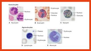 Hematology Lecture [upl. by Reeher435]