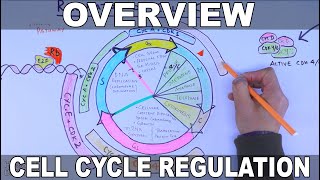 The Endocrine System Overview Animation [upl. by Enyaz]