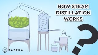 How Steam Distillation Works [upl. by Pricilla728]