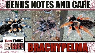 BRACHYPELMA BLOWOUT [upl. by Assirt]