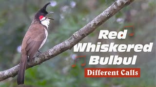 Red whiskered bulbul singing different songs [upl. by Narej277]