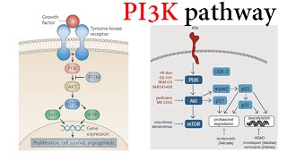 Pi3k Pathway [upl. by Canfield217]