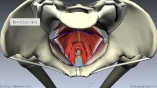 Pelvic Floor Part 1  The Pelvic Diaphragm  3D Anatomy Tutorial [upl. by Avir]