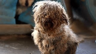 180 Animals Rescued from Arkansas Puppy Mill [upl. by Michale433]