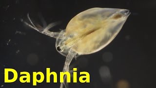 Daphnia [upl. by Siusan]