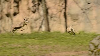 Tiny gazelle leads highspeed chase at zoo [upl. by Iznik]