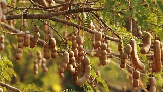 Awesome Tamarind Cultivation Technology  Tamarind farm and harvest  Tamarind Processing [upl. by Thurman726]