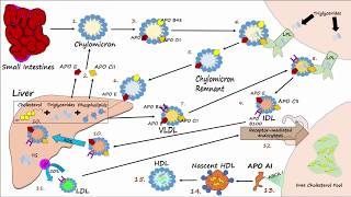 Cholesterol Good and Bad [upl. by Ardet]