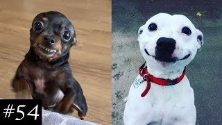 NEW Smiling Dogs Compilation  Happiest Goodboys in the Wrld [upl. by Nonnahsal]