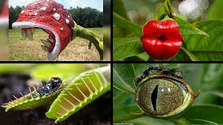 Top 10 Amazing Bizarre Plants in the world  wow [upl. by Farlee]