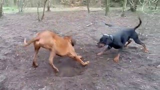 Doberman vs Rhodesian Ridgeback Fight Catching [upl. by Lindsay]