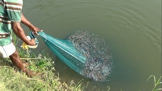 PRAWN CATCHING AT POND [upl. by Eiramalegna401]