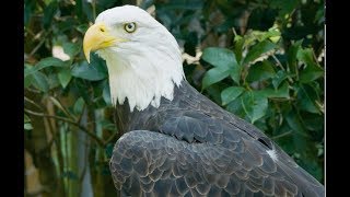 Bald Eagle vs Golden Eagle [upl. by Atthia]