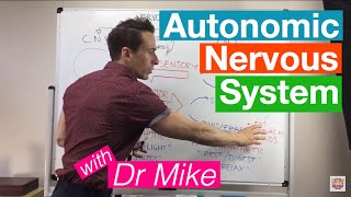 Autonomic Nervous System [upl. by Zetra]