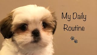 A Day in My Life  Shih Tzu Puppy [upl. by Hayouqes216]