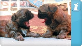 Puppy Love  ShihTzu [upl. by Adigirb710]