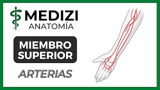 Anatomía de Miembro Superior MMSS  Arterias Braquial radial [upl. by Vernon643]