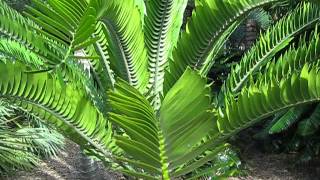 Encephalartos woodii Cycad [upl. by Gilud]