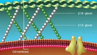 Overview of the Fungal Cell Structure [upl. by Elyagiba94]