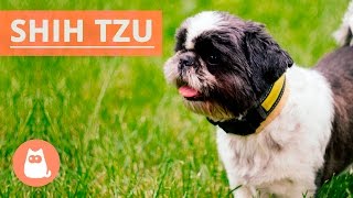 All About the SHIH TZU  Traits and History [upl. by Warfore692]