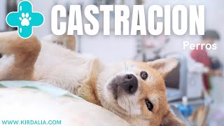 CASTRACIÓN QUIRÚRGICA EN PERROS [upl. by Kano]