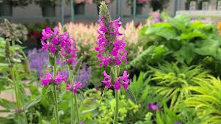 Stachys Summer Romance Betony  Easy to Grow perennial with strong sturdy spikes of color [upl. by Atekahs825]