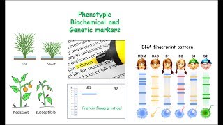 Markers MolecularGeneticDNA Biochemical and Phenotypic [upl. by Bush]