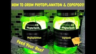 How To Harvest Phytoplankton amp Copepods  Poseidon Reef Systems  Culturing Phyto amp Copepods [upl. by Fisken]