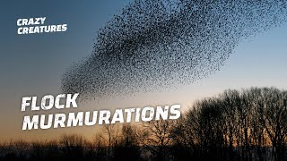 Why Do Starlings Flock in Murmurations [upl. by Anaihk]