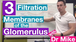 Filtration Membranes of Glomerulus  Renal System [upl. by Ferro]