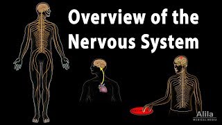 Overview of the Nervous System Animation [upl. by Willetta312]