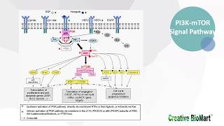 Type I Interferon Signal Pathway [upl. by Siraved]