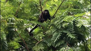 Howler Monkeys in Guanacaste Costa Rica [upl. by Saudra]