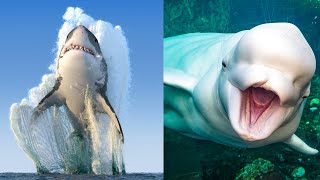 31 Animales Marinos Increíbles y Hermosos🐋 [upl. by Assilim]