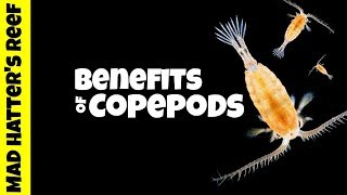 Benefits of Copepods in a Reef Tank [upl. by Chemarin]