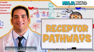 Endocrinology  Receptor Pathways [upl. by Heyes]