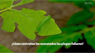 ¿Cómo controlan los nematodos las plagas foliares [upl. by Enyamrahs]