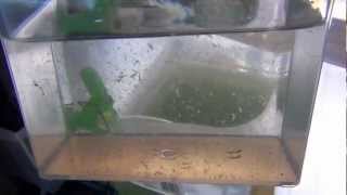 Raise Brine Shrimp Indoors to Adults easy and almost free [upl. by Avram]